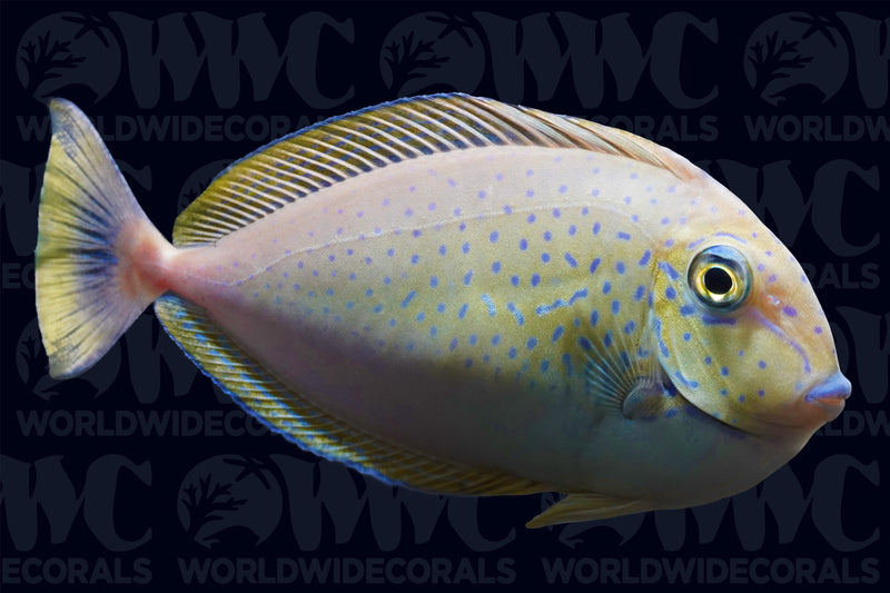 Vlamingii Tang - Sub-adult - Philippines