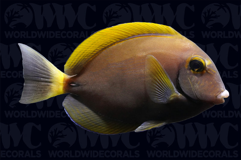 Dussumier Tang - Sri Lanka