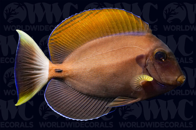 Fowler's Tang - Indonesia