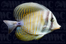 Desjardinii Sailfin Tang - Djibouti