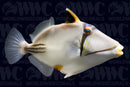 Assasi Triggerfish - Djibouti