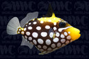 Clown Conspicillum Triggerfish - Philippines