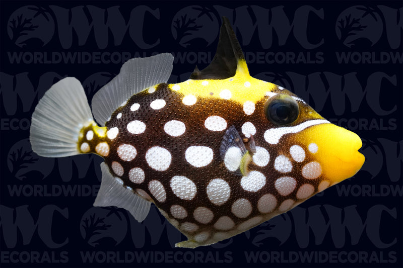 Clown Conspicillum Triggerfish - Philippines