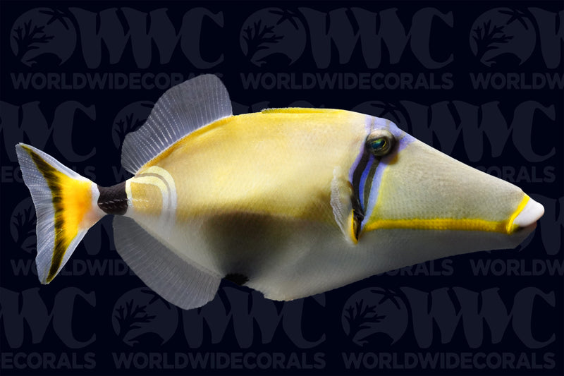 Lunula Triggerfish - New Caledonia