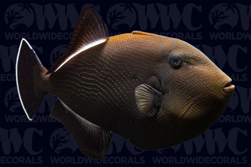 Indian Black Triggerfish - Sri Lanka
