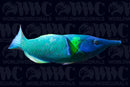 Green Bird Wrasse - Male - Sri Lanka