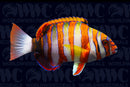 Harlequin Tusk Wrasse - Philippines