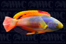 Scott's Fairy Wrasse - Australia