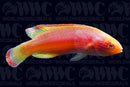 Hooded Flame Fairy Wrasse - Male - Vanuatu