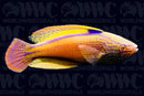 Lineatus Fairy Wrasse - Super Male - Australia