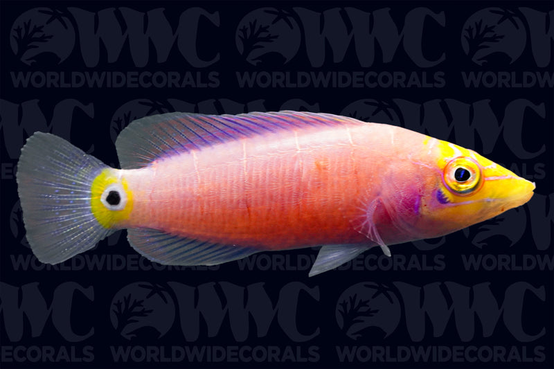 Mystery Wrasse - Marshall Islands