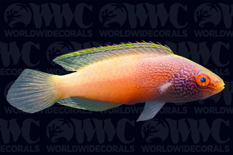 Rhomboid Fairy Wrasse - Male - Marshall Islands
