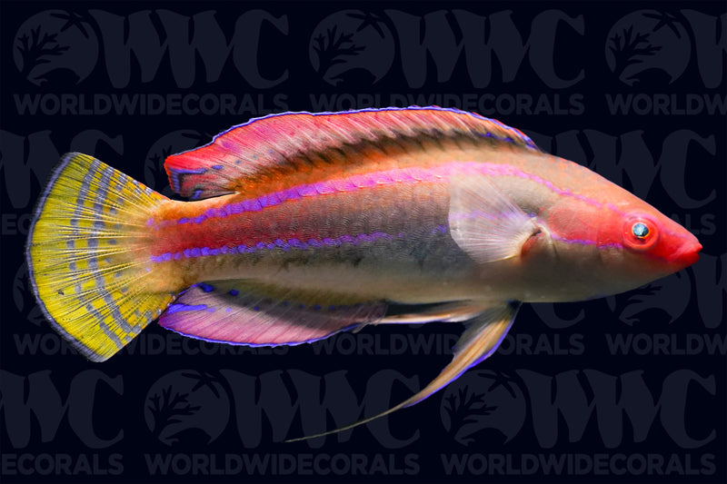 Threadfin Fairy Wrasse - Male - Philippines