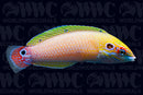 Earmuff Wrasse - Marshall Islands