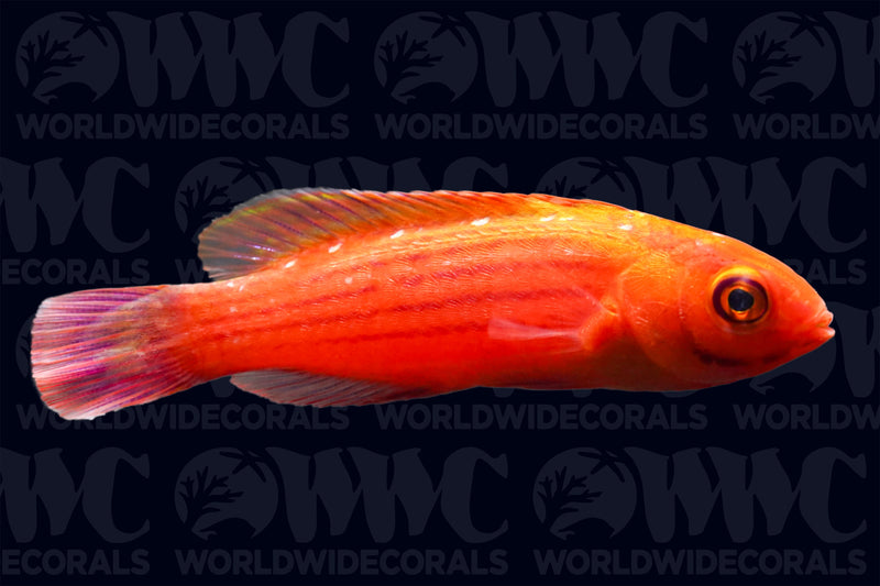 Earle's Fairy Wrasse - Male - Marshall Islands