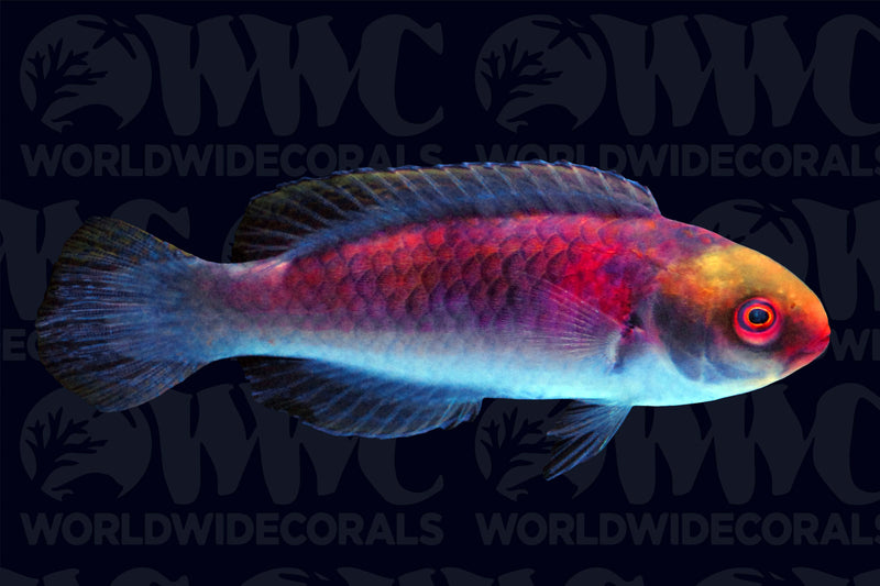 Darwin Fairy Wrasse - Australia