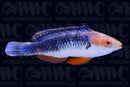 Monsoon Fairy Wrasse - Male - Australia