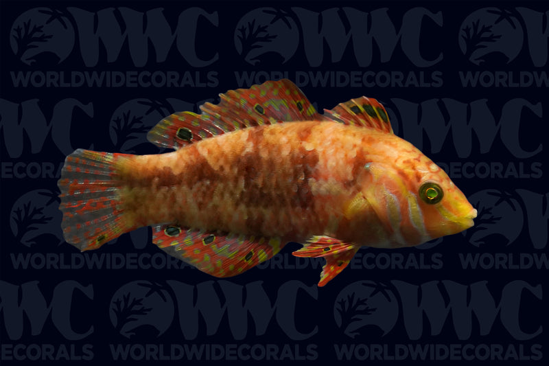 Gold Nugget Wrasse - Papua New Guinea