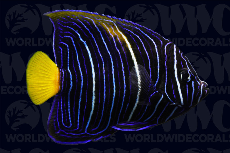 Maculosus Angelfish - Juvenile - Aquacultured