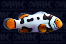 Black Picasso Clownfish - Aquacultured