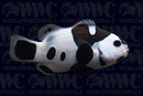 Black Storm Clownfish - Aquacultured - USA