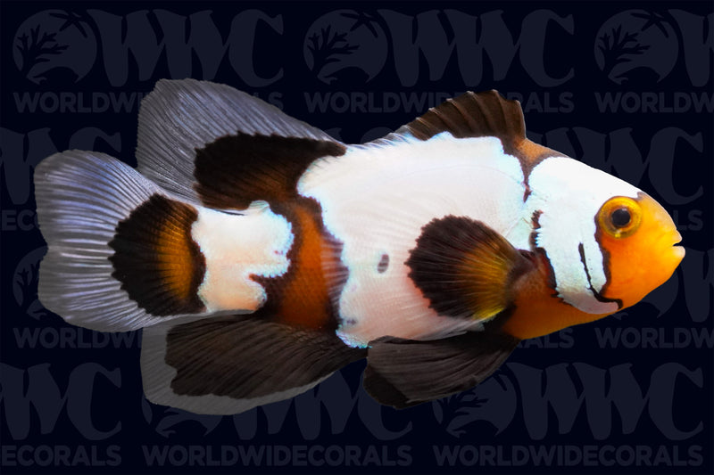 Phantom Longfin Clownfish - Aquacultured - USA