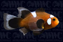 Black Misbar Longfin Clownfish - Aquacultured - USA