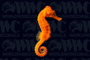 Longsnout Reidi Orange Seahorse - Aquacultured - Taiwan
