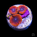 Cinder Zoanthids - Daylight Photo