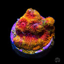 CC Darth Maul Favites - Daylight Photo