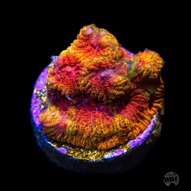 CC Darth Maul Favites - Daylight Photo