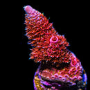 Fuzzy Red Mille Acropora - Daylight Photo