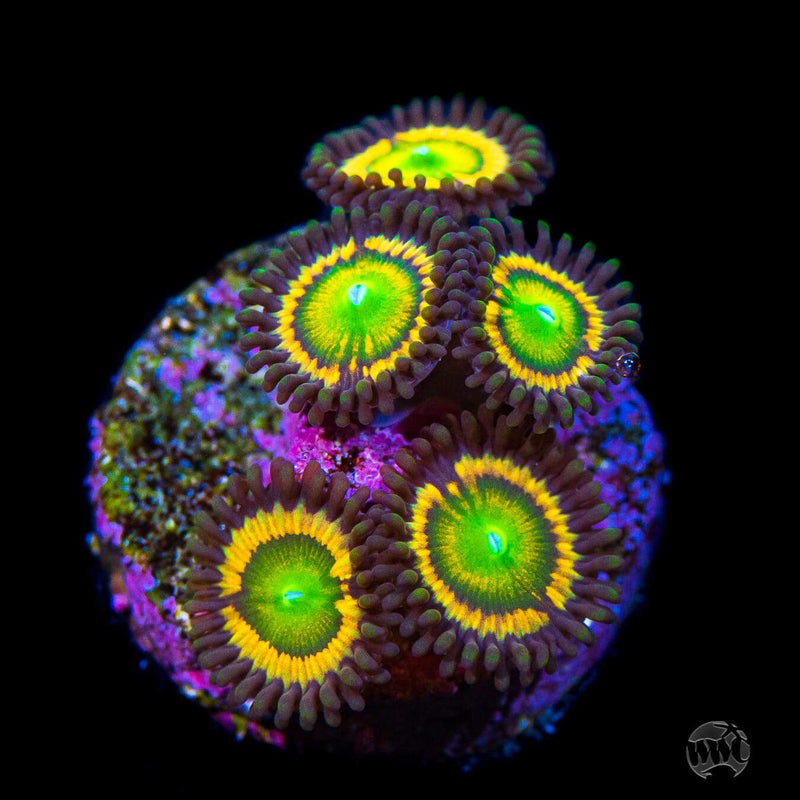 Golden Petroglyph Zoanthids - Daylight Photo