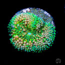 Citrus Punch Ricordea Mushroom - Daylight Photo