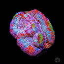 Frozen Tiger Symphyllia Wilsoni - Daylight Photo