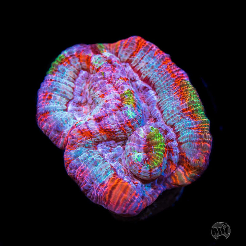 Frozen Tiger Symphyllia Wilsoni - Daylight Photo