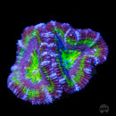 Grapevine Aussie Lord - Daylight Photo