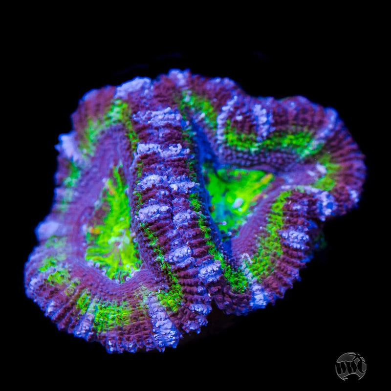 Grapevine Aussie Lord - Daylight Photo