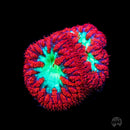 Boogie Nights Blastomussa - Daylight Photo