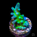 Aurora Sky Acropora - Daylight Photo