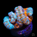 Frozen Florida Symphyllia Wilsoni - Daylight Photo